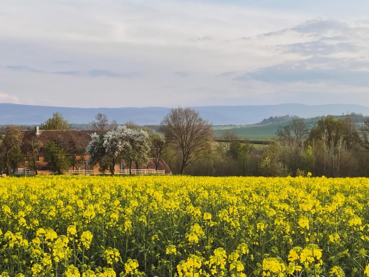 Dom Na Krzewiu Bed & Breakfast Gryfow Slaski Luaran gambar